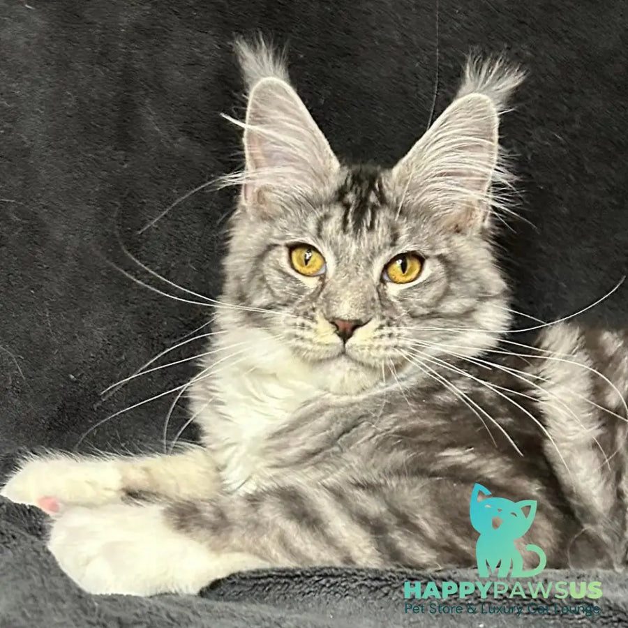 Natan Maine Coon male black silver tabby with white - live animals