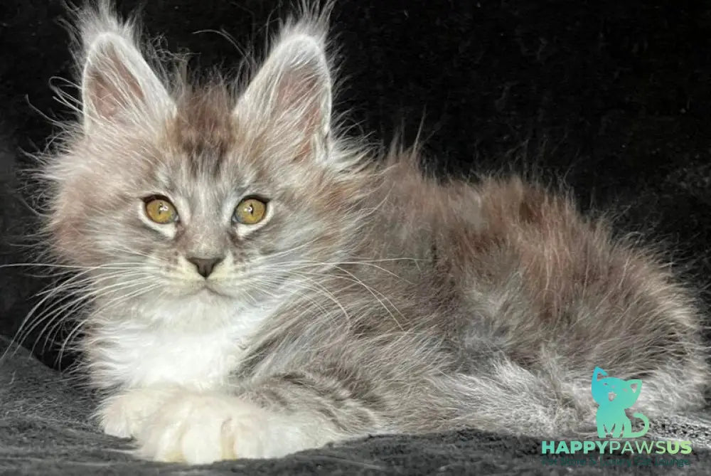 Natan Maine Coon male black silver tabby with white - live animals