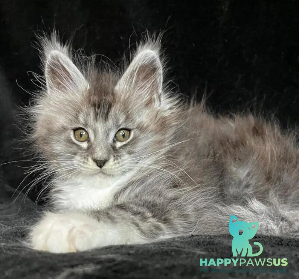 Natan Maine Coon male black silver tabby with white - live animals