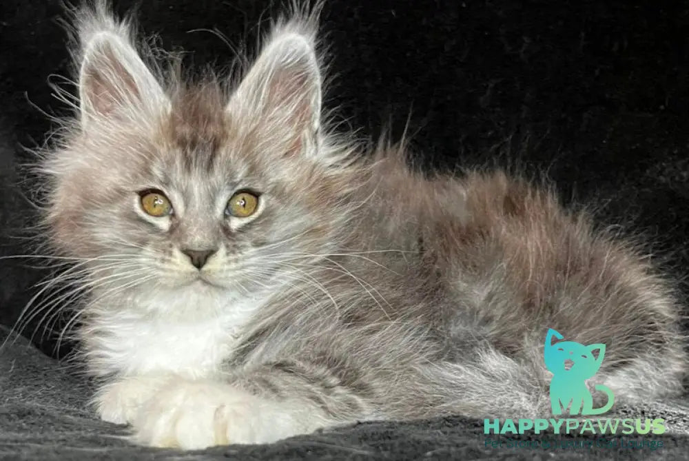 Natan Maine Coon male black silver tabby with white - live animals