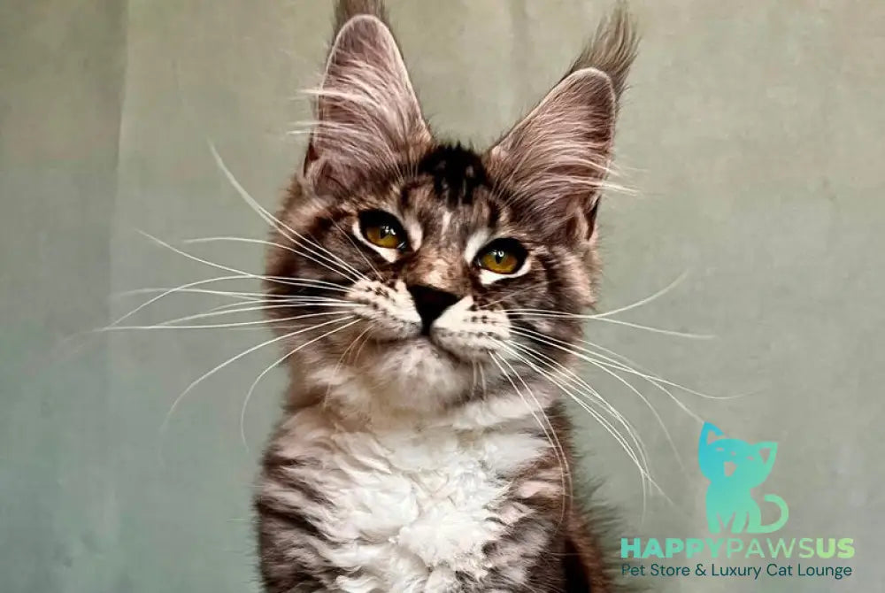 Natan Maine Coon male black silver tabby with white - live animals