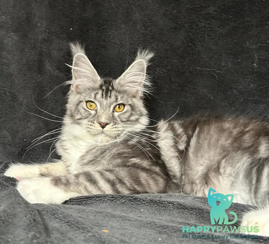 Natan Maine Coon male black silver tabby with white - live animals