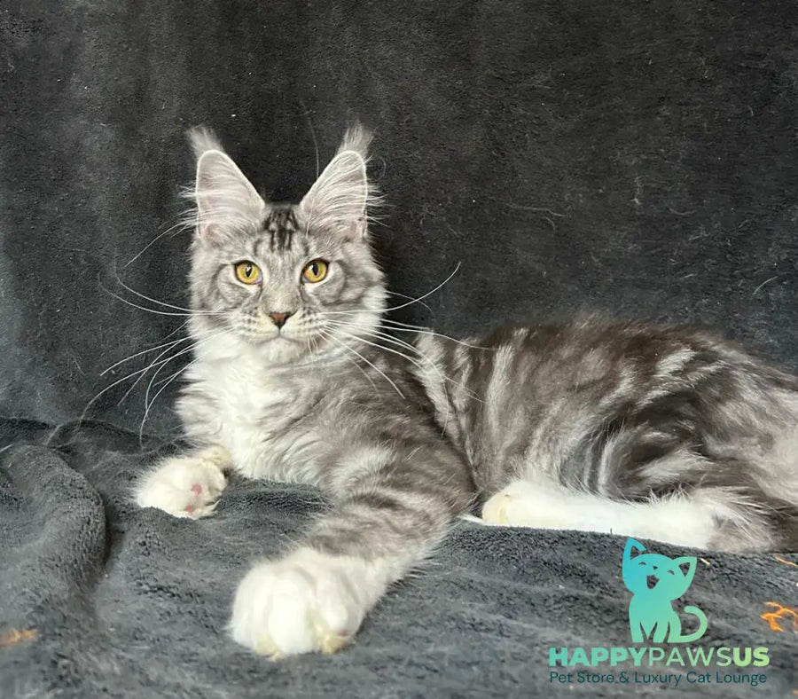 Natan Maine Coon male black silver tabby with white - live animals