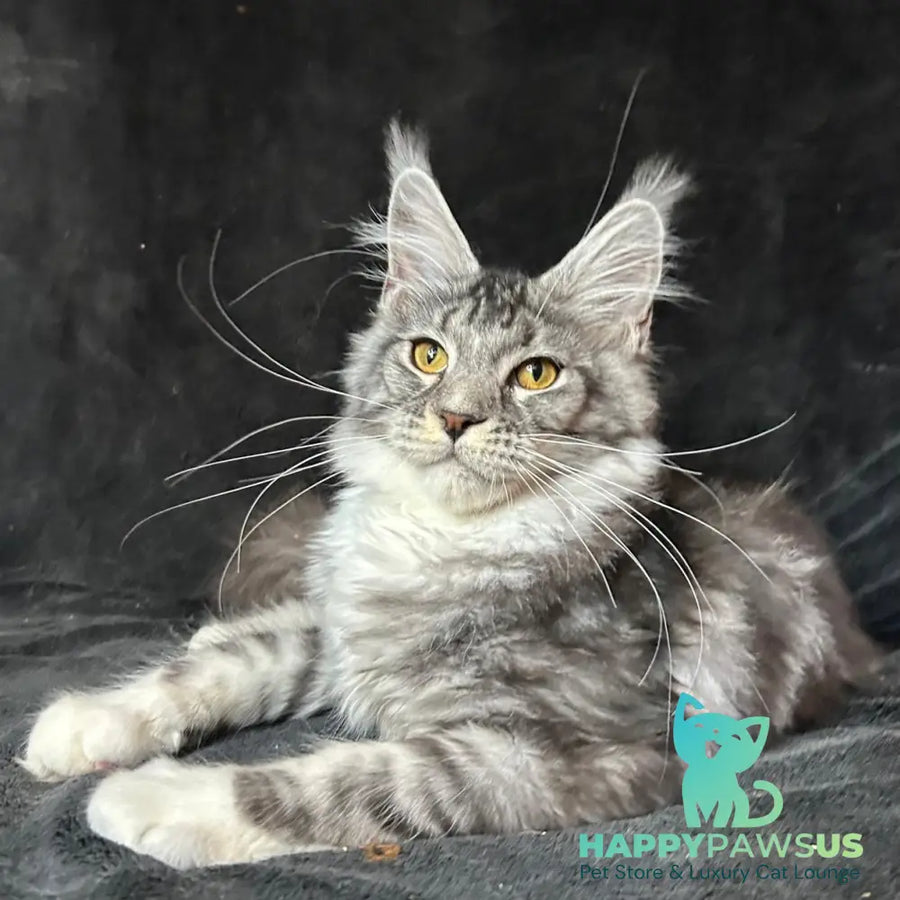 Natan Maine Coon male black silver tabby with white - live animals