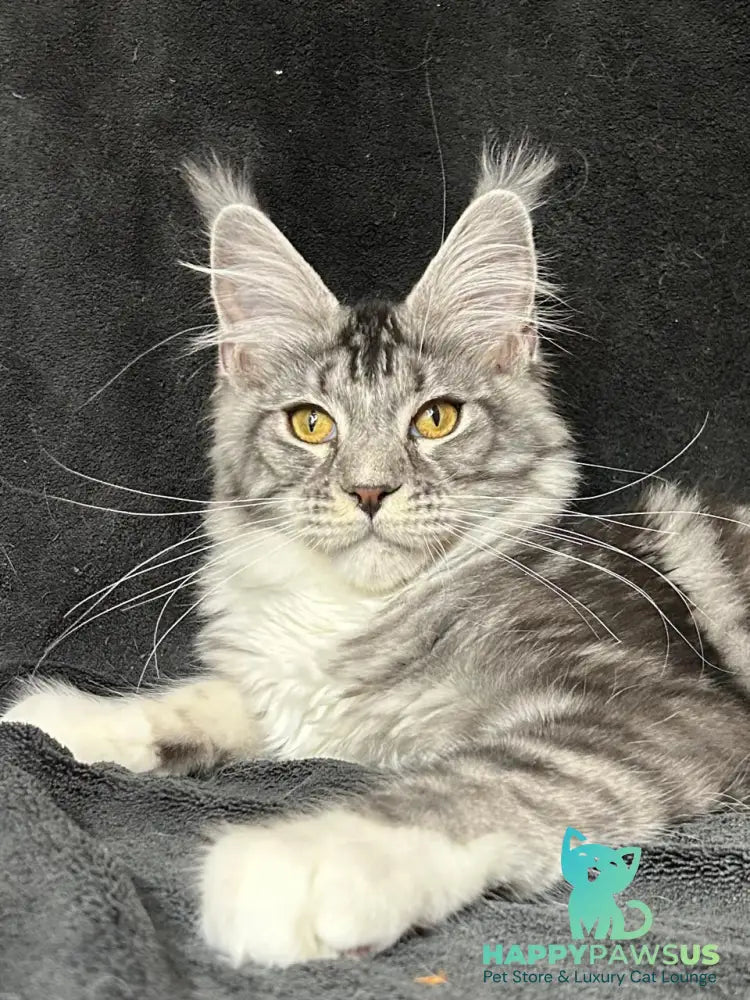 Natan Maine Coon male black silver tabby with white - live animals