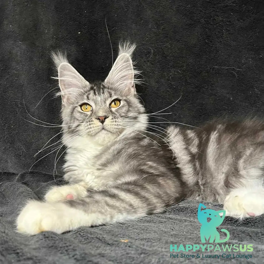 Natan Maine Coon male black silver tabby with white - live animals