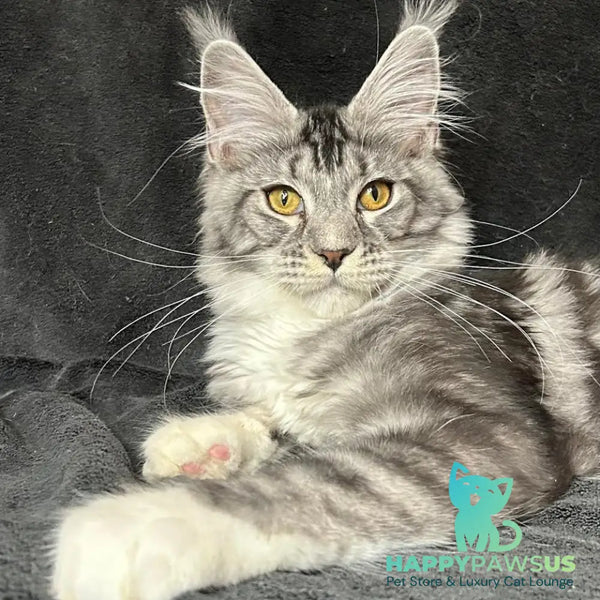 Natan Maine Coon male black silver tabby with white - live animals