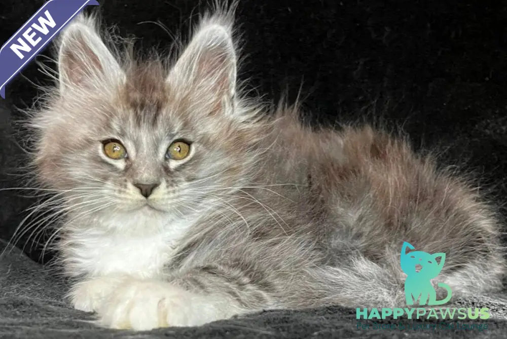 Natan Maine Coon male black silver tabby with white - live animals