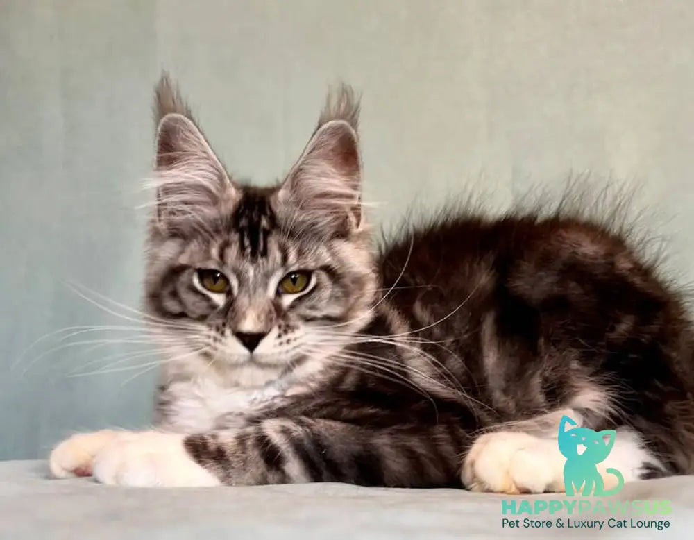Natan Maine Coon male black silver tabby with white - live animals