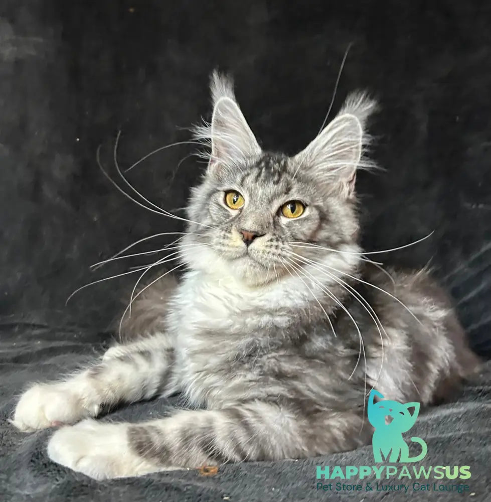 Natan Maine Coon male black silver tabby with white - live animals