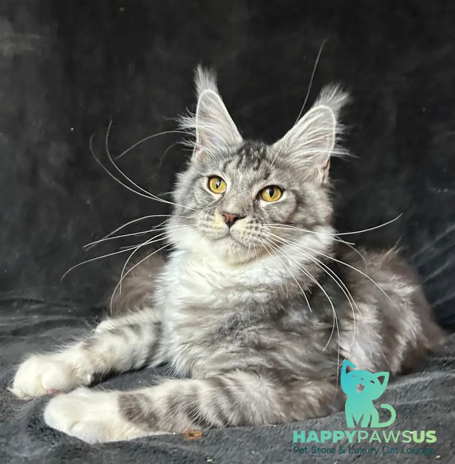 Natan Maine Coon male black silver tabby with white - live animals