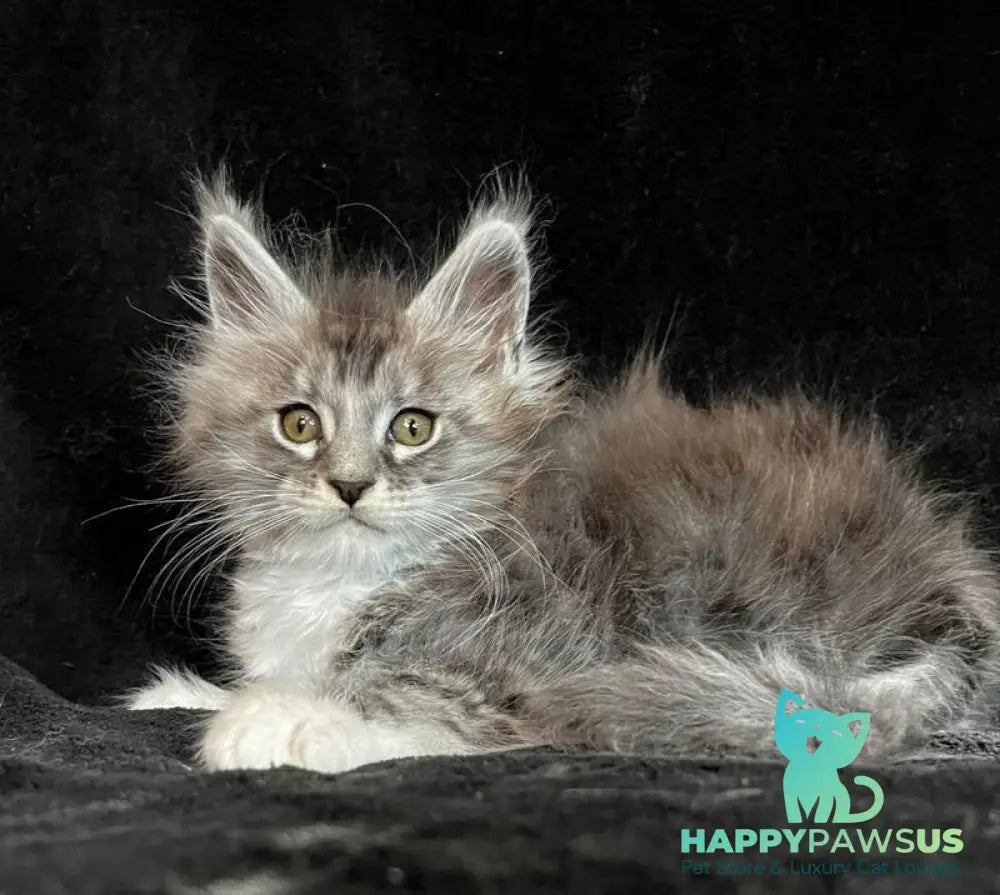 Natan Maine Coon male black silver tabby with white - live animals