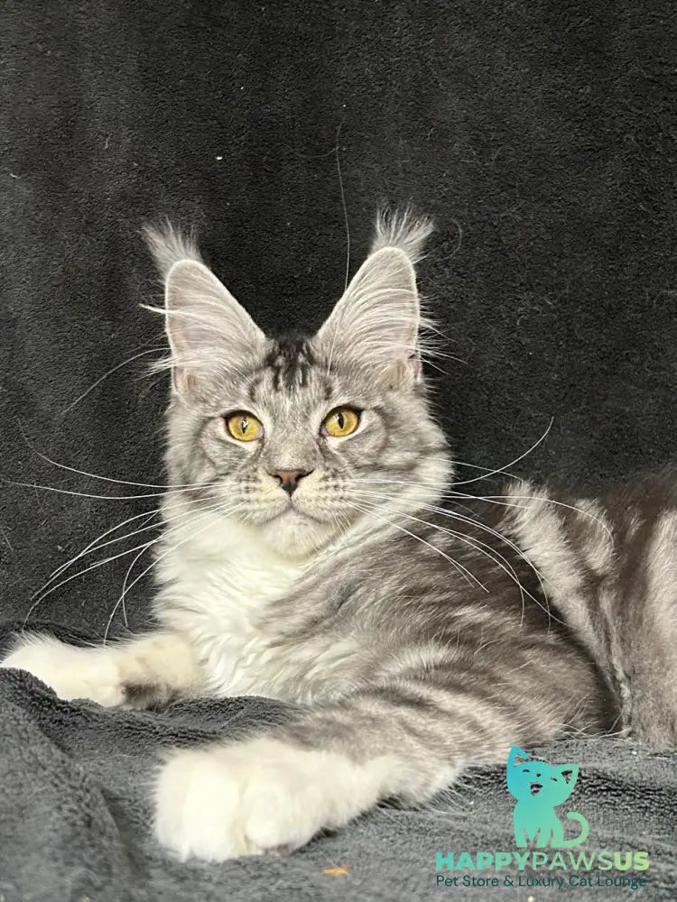 Natan Maine Coon male black silver tabby with white - live animals
