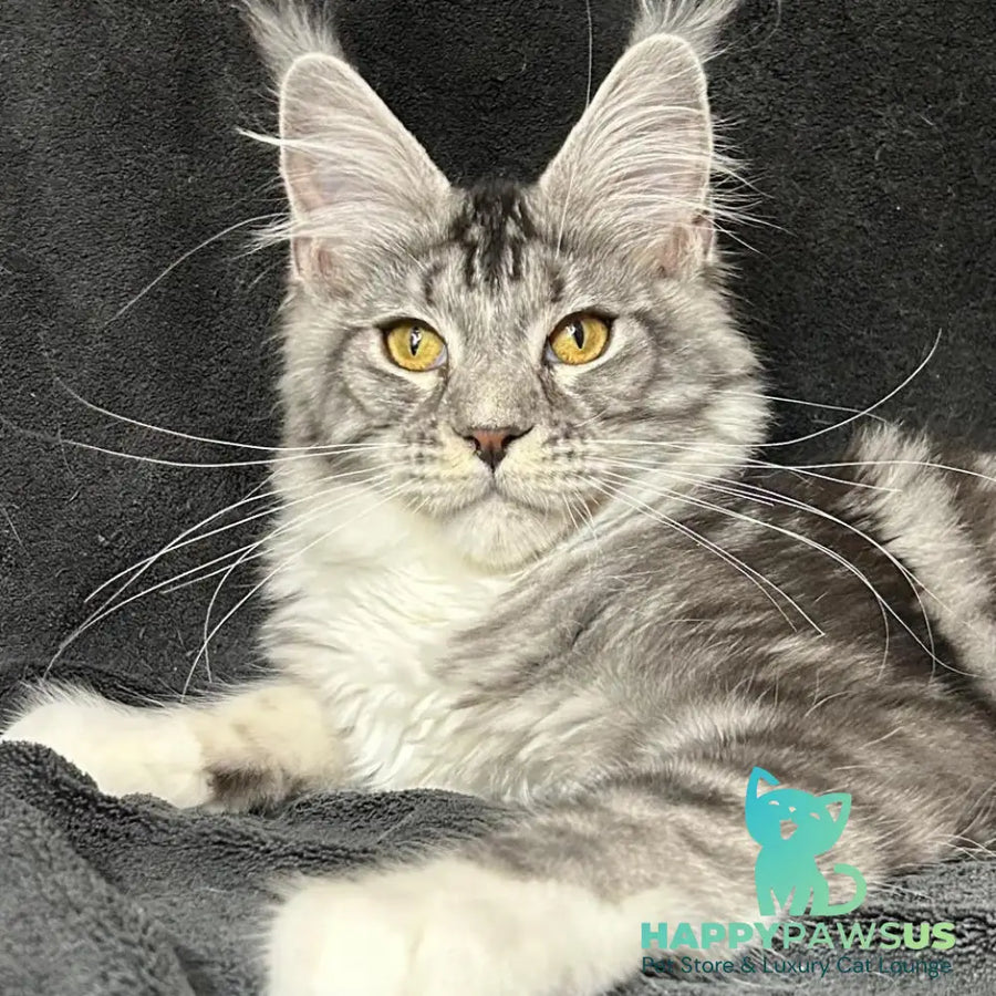 Natan Maine Coon male black silver tabby with white - live animals
