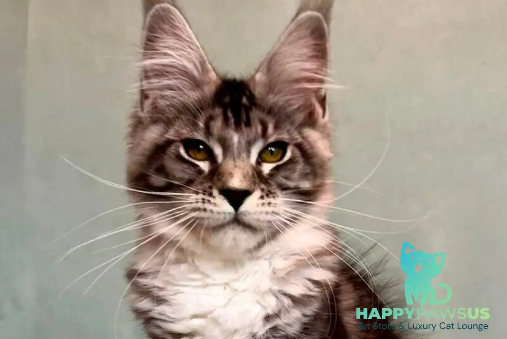 Natan Maine Coon male black silver tabby with white - live animals