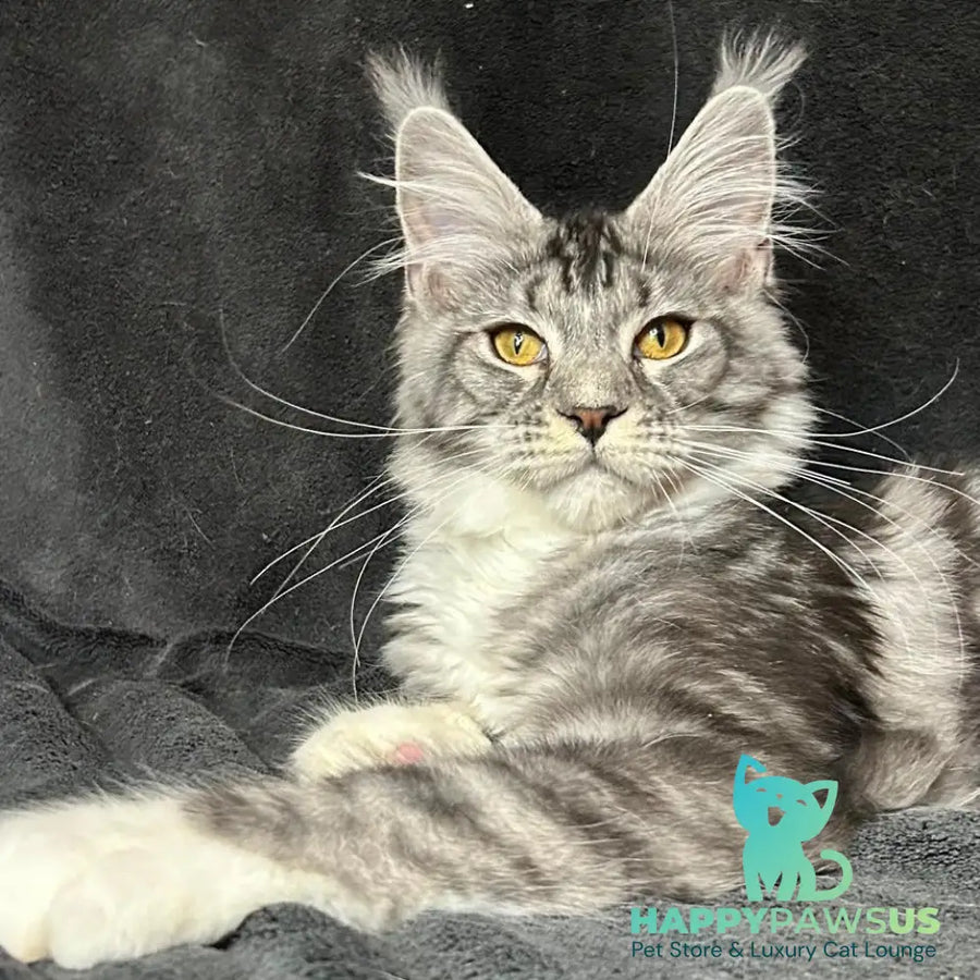Natan Maine Coon male black silver tabby with white - live animals