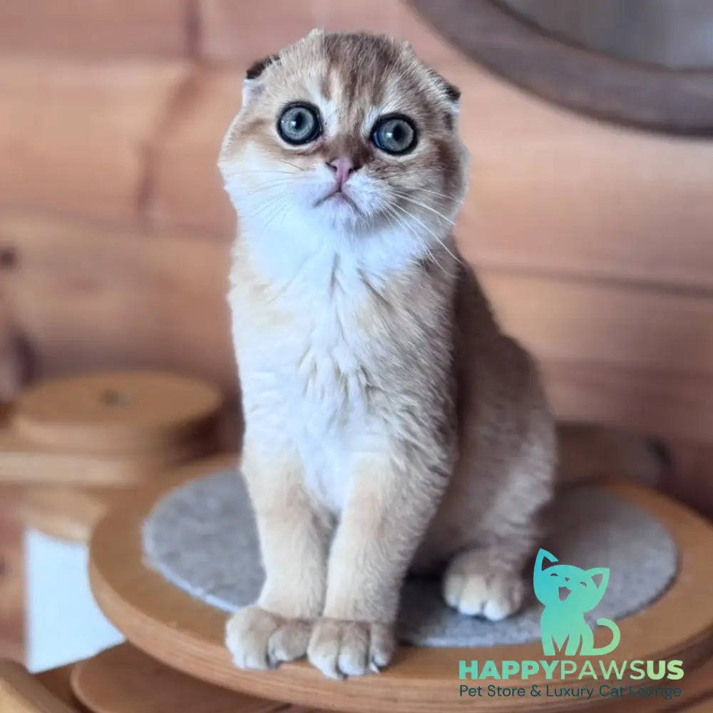 Natan Scottish Fold male black golden shaded - live animals