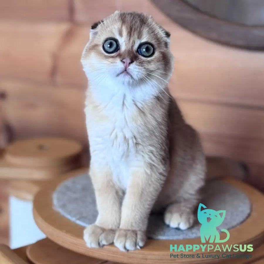 Natan Scottish Fold male black golden shaded - live animals