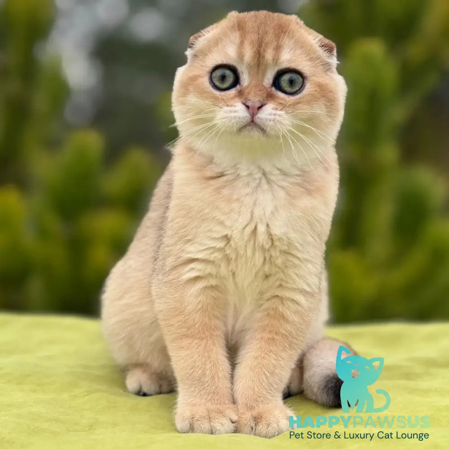 Natan Scottish Fold male black golden shaded - live animals