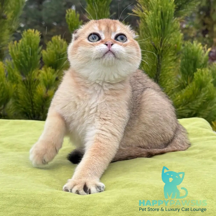 Natan Scottish Fold male black golden shaded - live animals