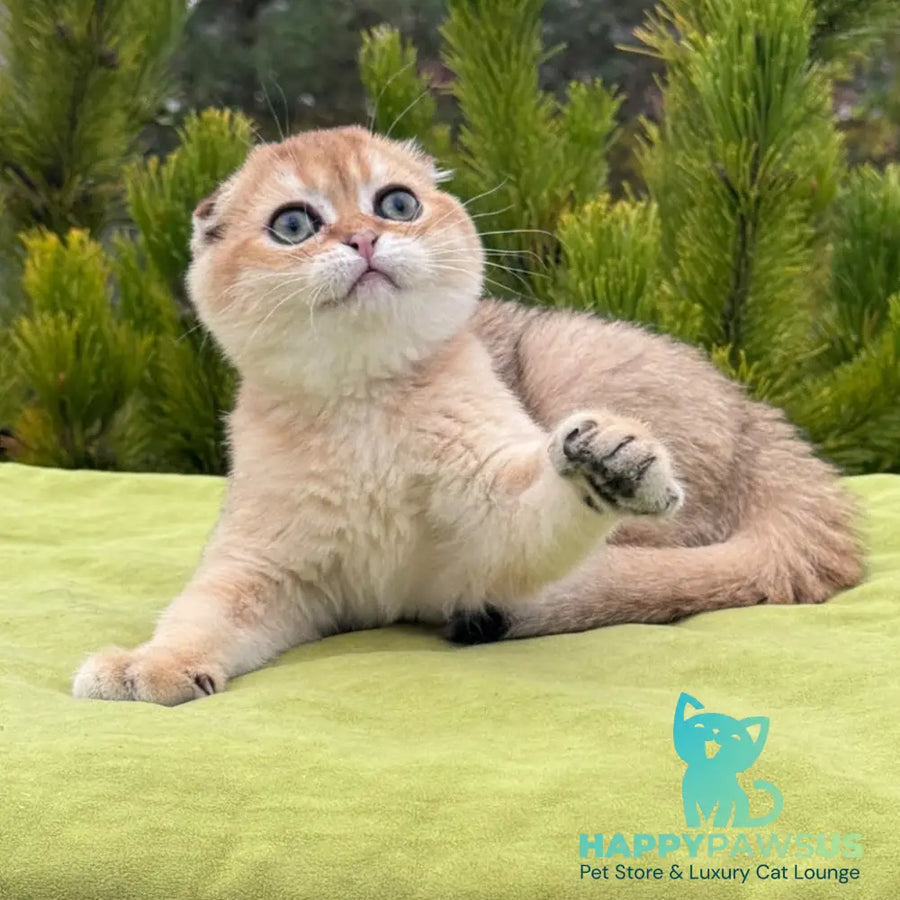 Natan Scottish Fold male black golden shaded - live animals