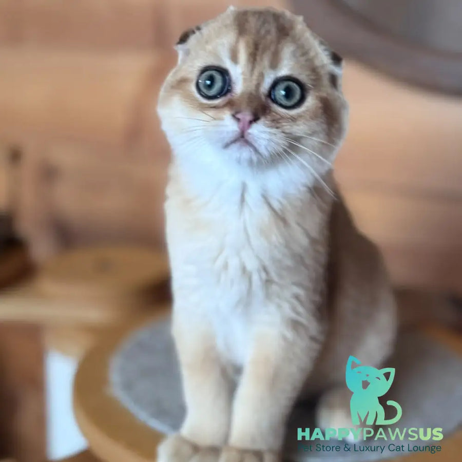 Natan Scottish Fold male black golden shaded - live animals