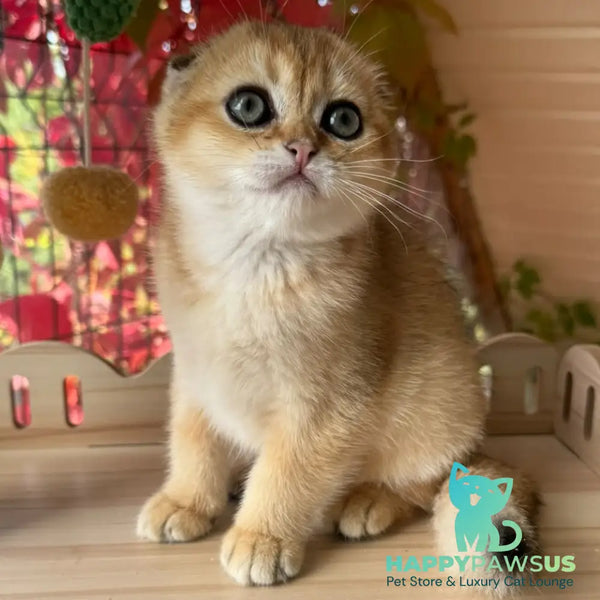 Natan Scottish Fold male black golden shaded - live animals