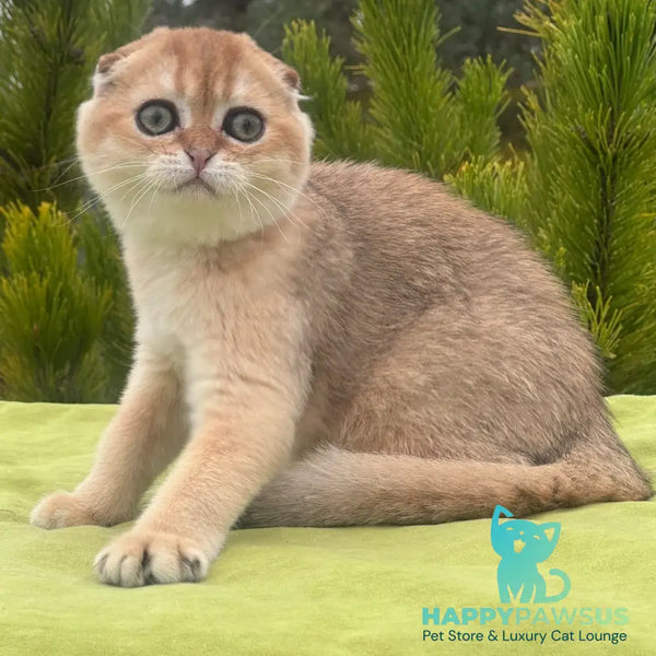 Natan Scottish Fold male black golden shaded - live animals