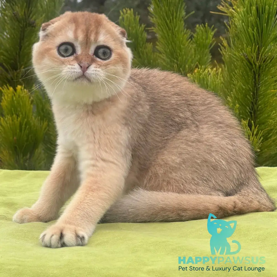 Natan Scottish Fold male black golden shaded - live animals