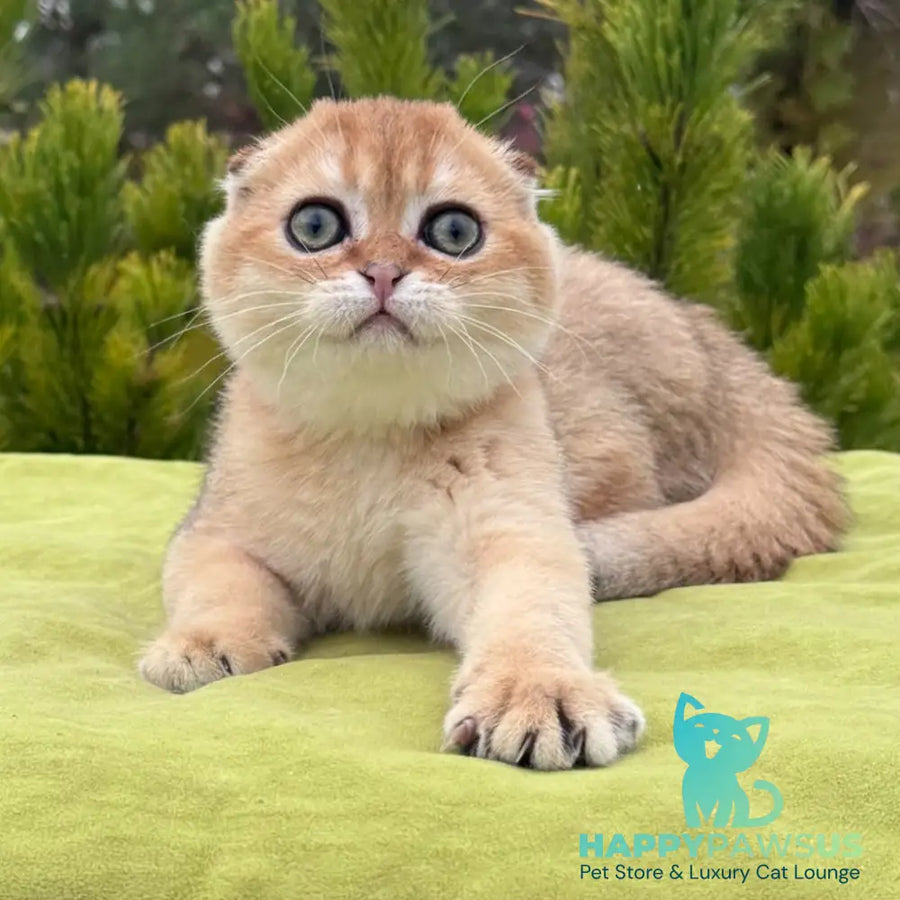 Natan Scottish Fold male black golden shaded - live animals