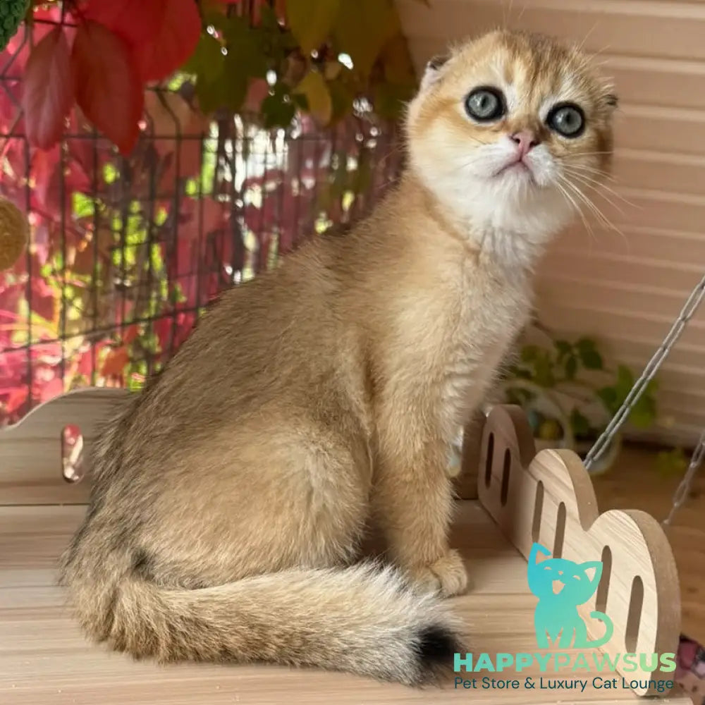 Natan Scottish Fold male black golden shaded - live animals