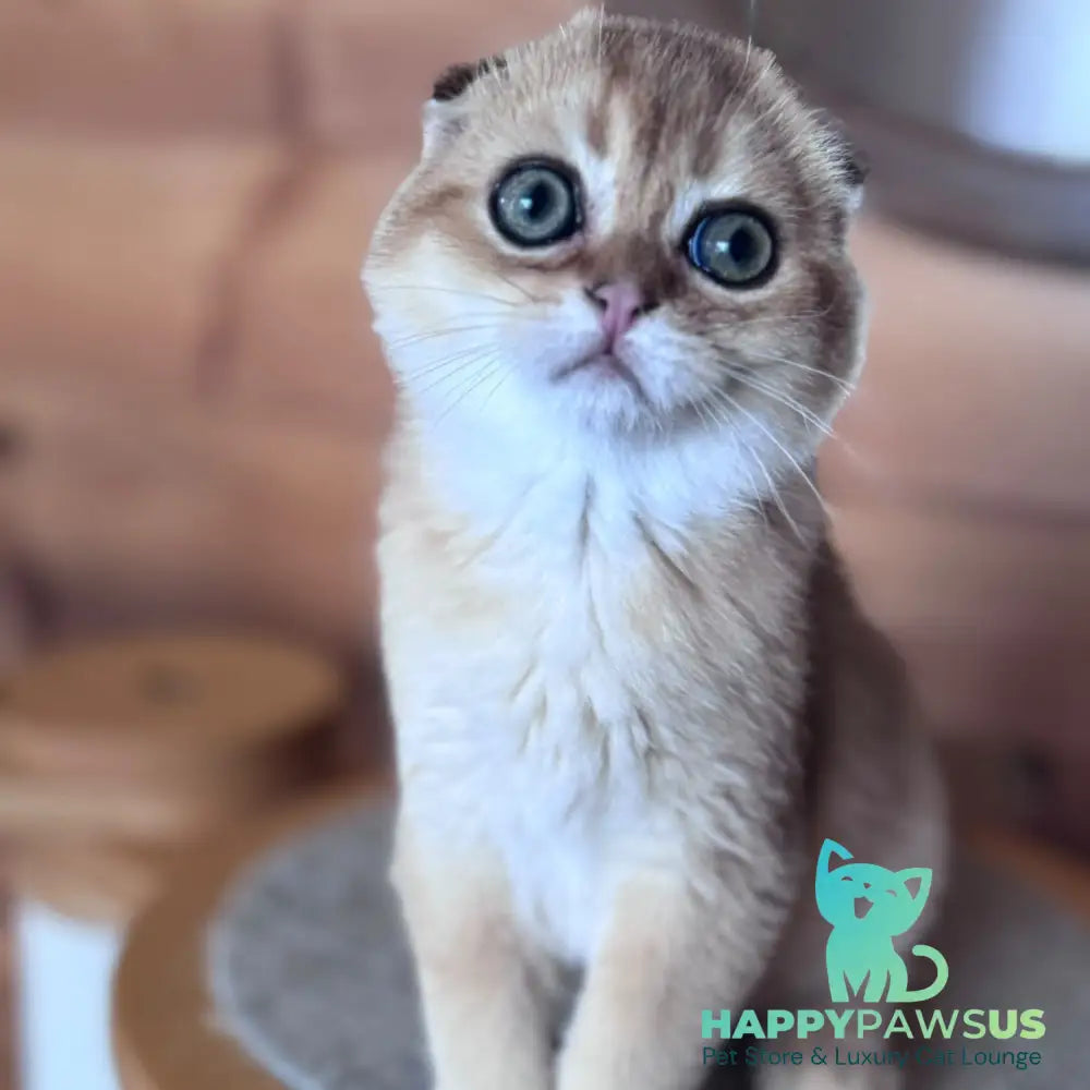 Natan Scottish Fold male black golden shaded - live animals