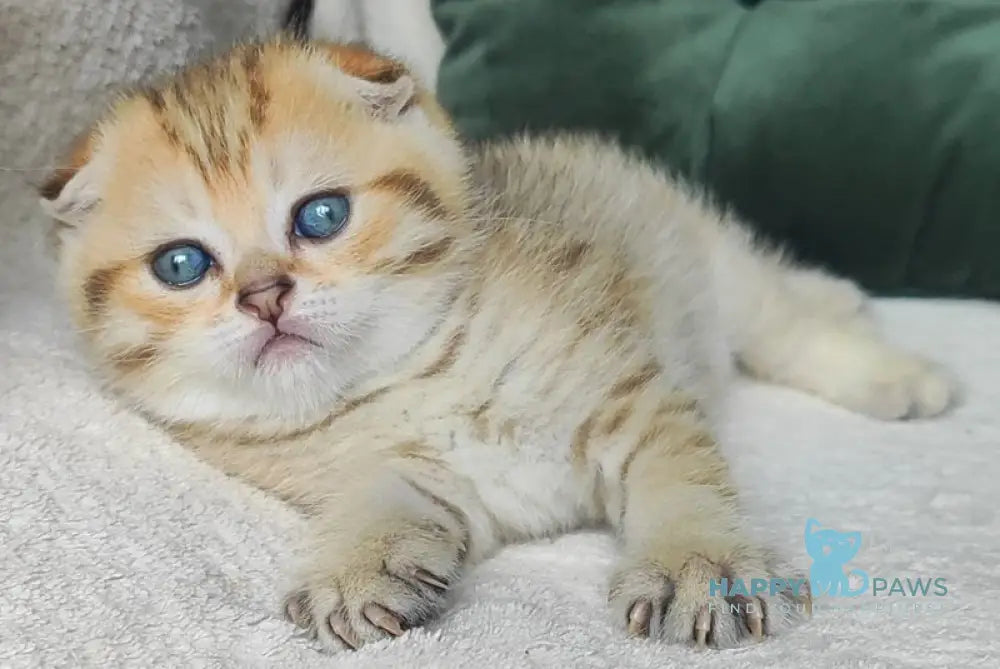 Natan Scottish Fold male black golden spotted tabby live animals