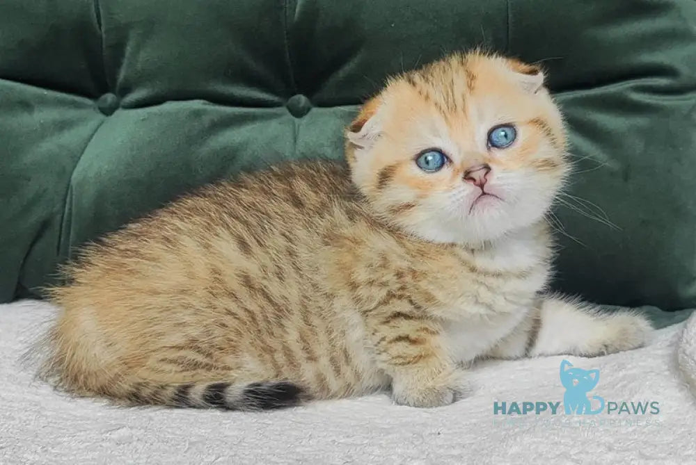 Natan Scottish Fold male black golden spotted tabby live animals