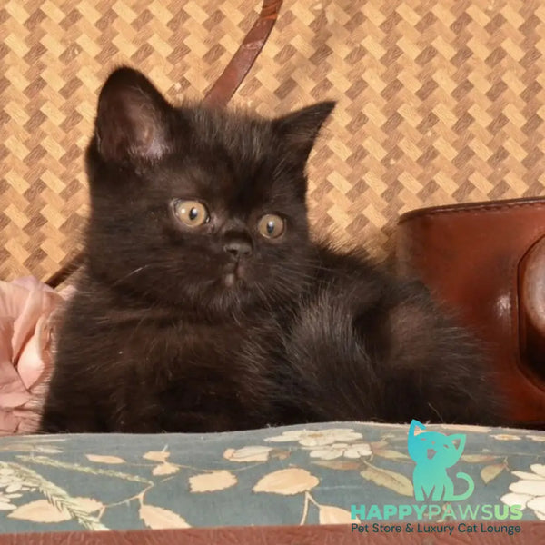 Natan Scottish Straight male black - live animals