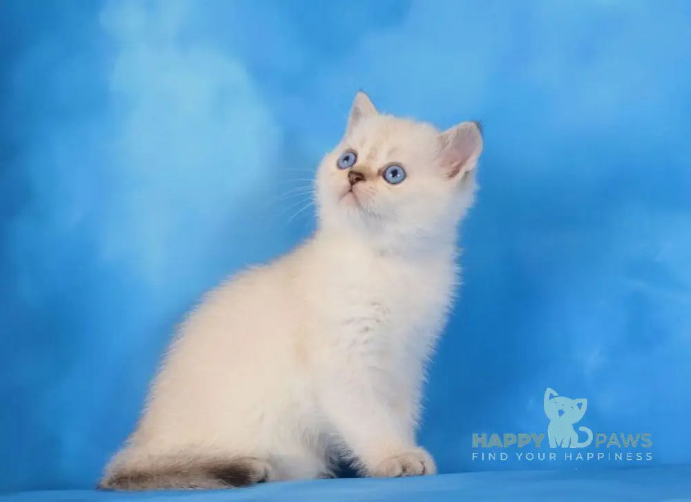 Natan Scottish Straight male chocolate golden ticked tabby pointed live animals