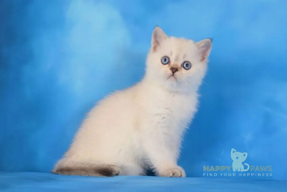 Natan Scottish Straight male chocolate golden ticked tabby pointed live animals