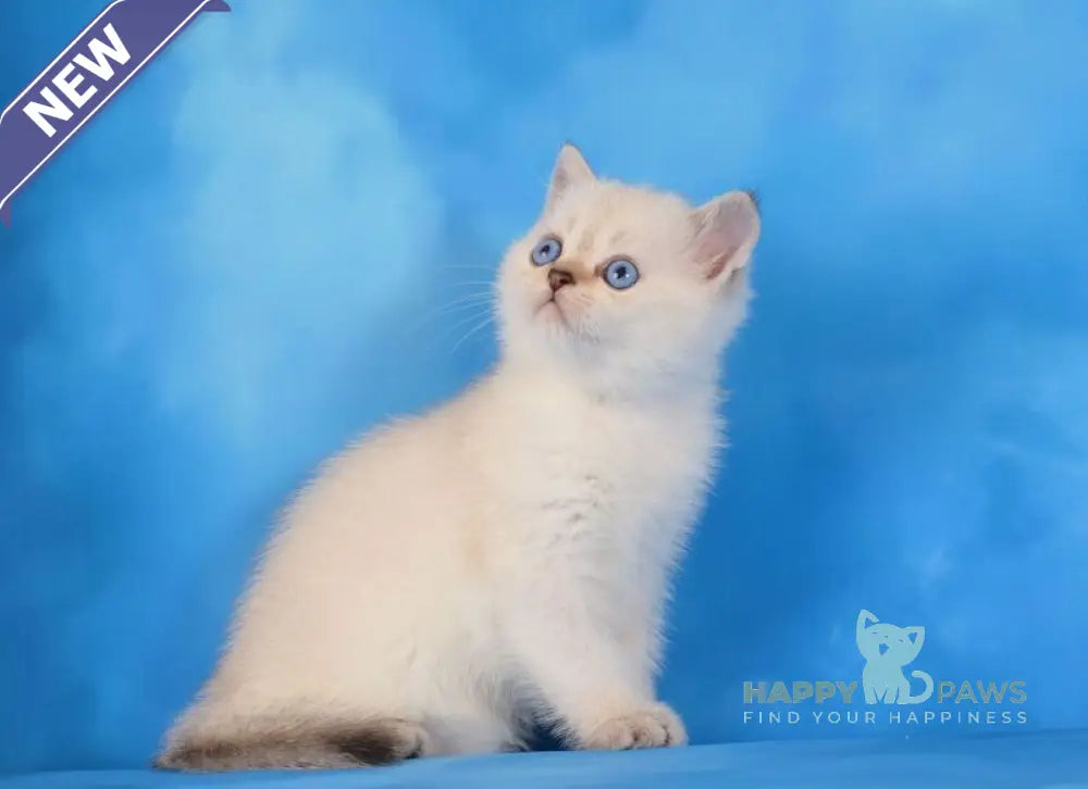 Natan Scottish Straight male chocolate golden ticked tabby pointed live animals