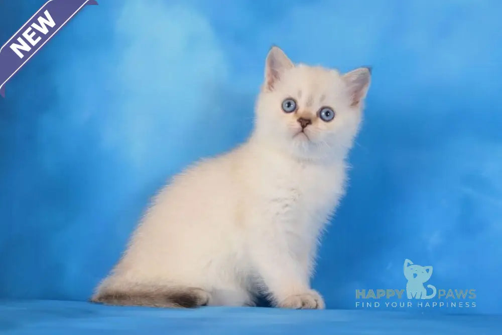 Natan Scottish Straight male chocolate golden ticked tabby pointed live animals