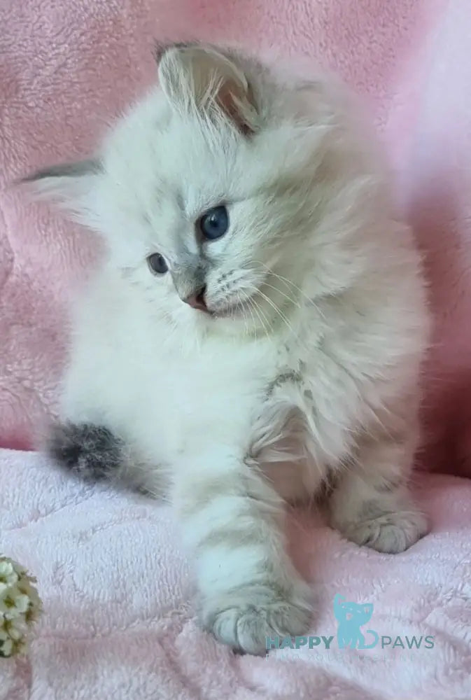 Natan Siberian male blue lynx pointed live animals