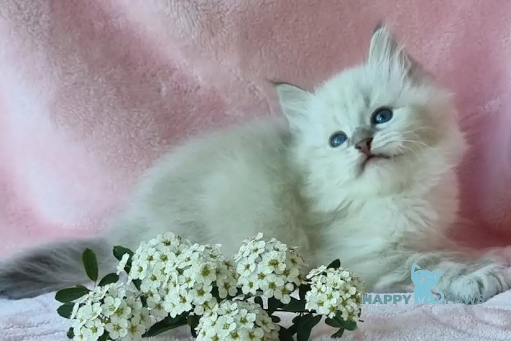 Natan Siberian male blue lynx pointed live animals