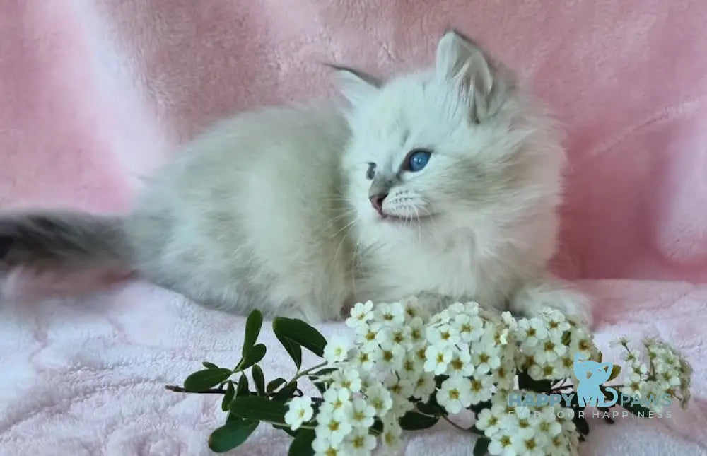 Natan Siberian male blue lynx pointed live animals
