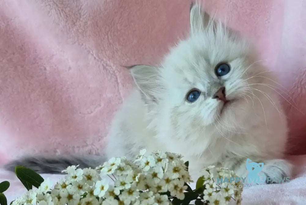 Natan Siberian male blue lynx pointed live animals