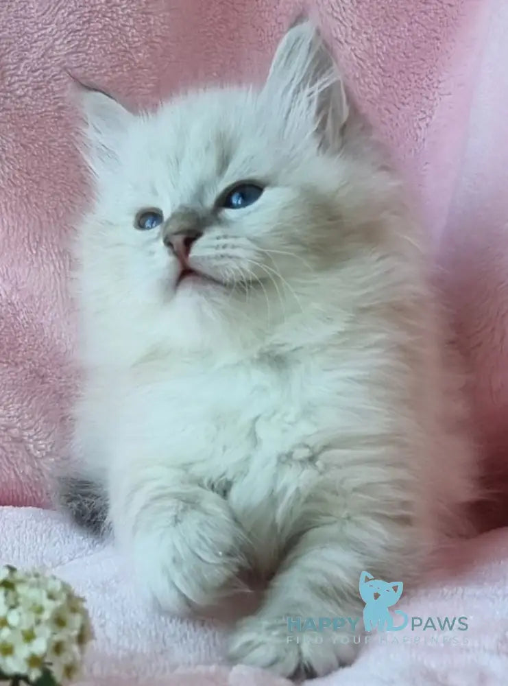 Natan Siberian male blue lynx pointed live animals