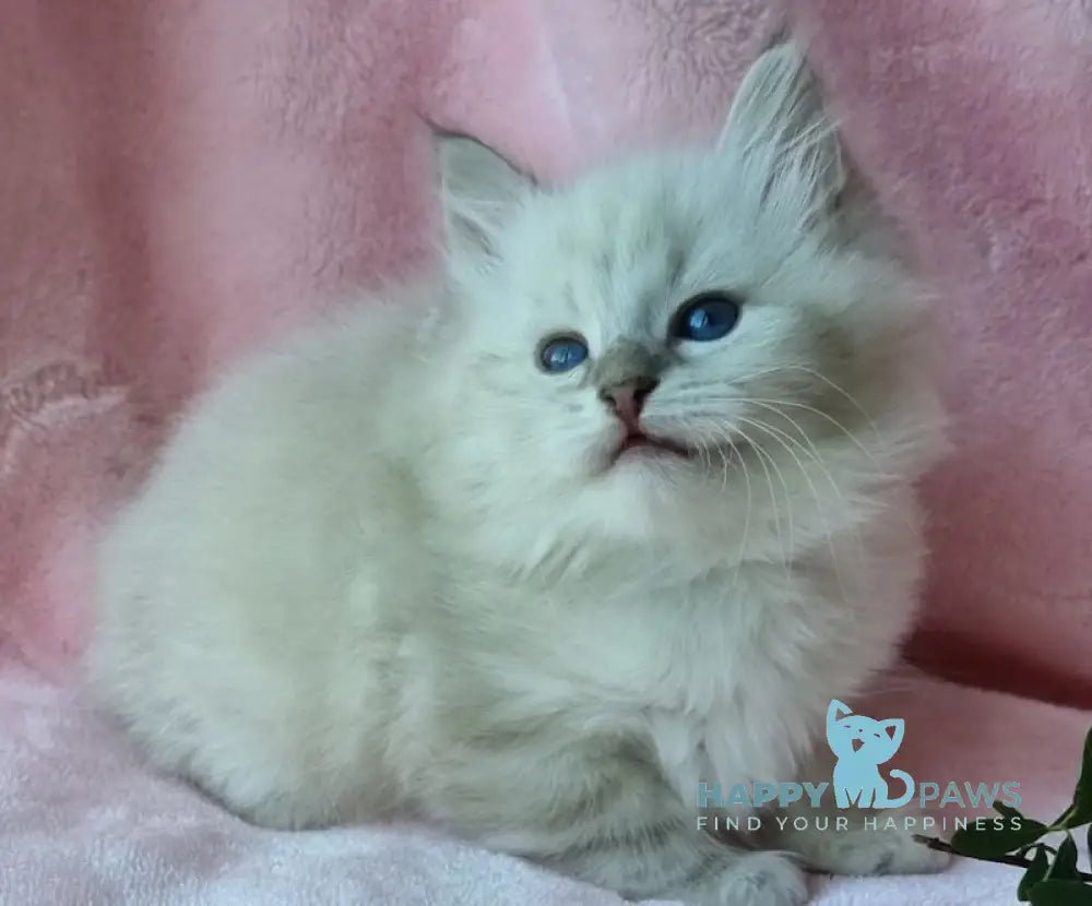 Natan Siberian male blue lynx pointed live animals