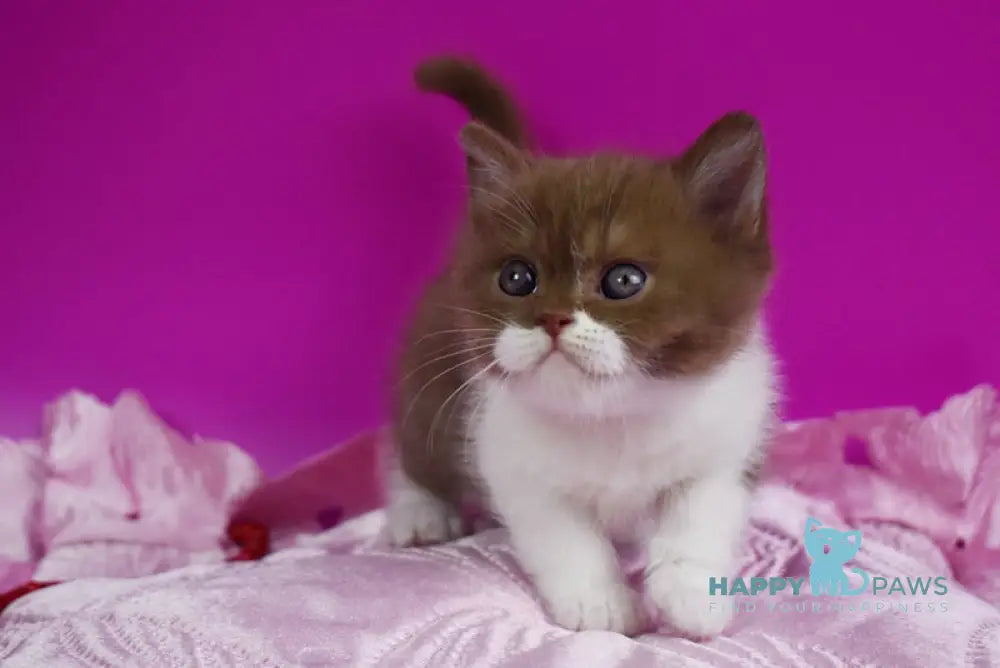 Natis British Shorthair male cinnamon bicolour live animals
