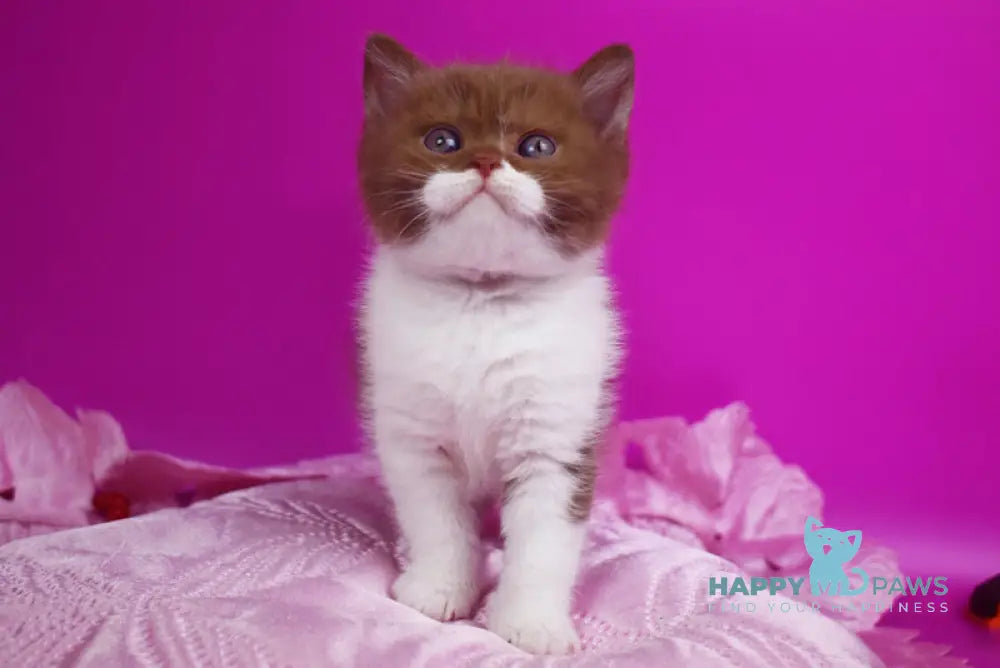 Natis British Shorthair male cinnamon bicolour live animals