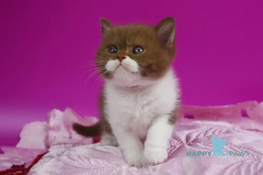 Natis British Shorthair male cinnamon bicolour live animals