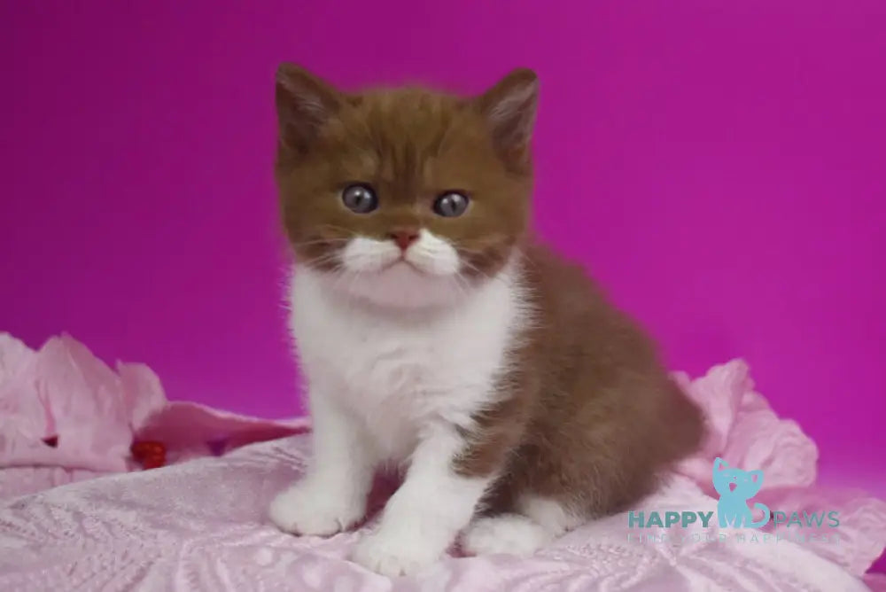 Natis British Shorthair male cinnamon bicolour live animals