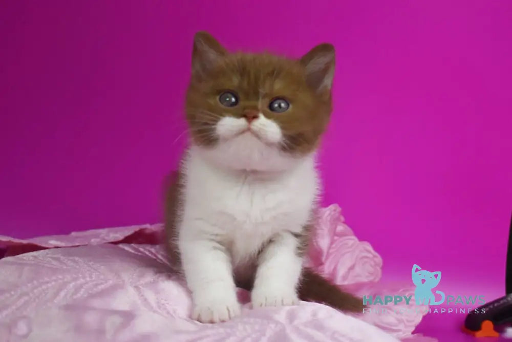 Natis British Shorthair male cinnamon bicolour live animals